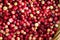 Fresh cranberries, autumn harvest in a basket