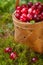 Fresh cranberries in a basket