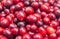 Fresh cranberries Super food fruits Background