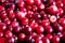 Fresh cranberry for background