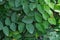 fresh creeping fig or ficus green leaves ivy on wall. Natural organic pattern plant tree. climbing beauty growing creeping with