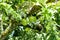 Fresh Crescentia cujete on Calabash Tree