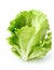 Fresh and Crisp Iconic Lettuce Delights for Healthy Eaters