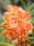 Fresh crisp orange Orchids Blooms