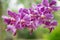 Fresh crisp Purple Orchids Blooms