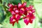 Fresh crisp red Orchids Blooms