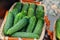 Fresh crispy spiked cucumbers lie in a basket in the window of the farmer`s market. Elite modern varieties and hybrids of