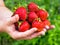 Fresh crop of large strawberries in the palms of the gardener