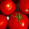 A fresh crop of red juicy tomatoes with green tails float in clean water