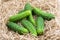 Fresh cucumber harvest. Cucumbers vegetable on a hay straw grass