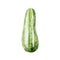 Fresh cucumber illustration. Hand drawn watercolor on white background.