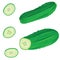 Fresh cucumber set with sliced, whole and slices isolated on whitebackground. Vector illustration in cartoon realistic style.