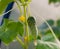 Fresh cucumbers grown in a greenhouse,natural organic products