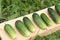 The fresh cucumbers lying on a wooden support