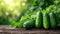 fresh cucumbers on wooden background