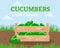 Fresh cucumbers in a wooden box. Eco-friendly farm product.