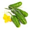 Fresh cucumbers with yellow flowers and green leaves. Green ripe cucumber