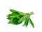 Fresh culantro,Sawtooth Coriander - Eryngium foetidum