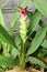 Fresh curcuma flower in garden