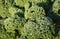 Fresh Curly kale with waterdrops.