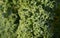 Fresh Curly kale with waterdrops.