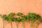 Fresh curly parsley on a textured orange table