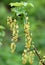 Fresh currant flowers