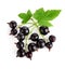 Fresh currant fruits with green leaves