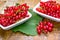 Fresh currant, organic currants in white bowl on table