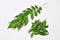 Fresh curry leaves