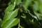 Fresh curry leaves Murraya koenigii or Bergera koenigii in the plant garden