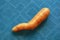 Fresh curved carrot on blue background. Ugly vegetables