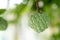 Fresh custard apple, sugar apple background and texture. Annona growing on a tree