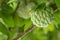 Fresh custard apple, sugar apple background and texture. Annona growing on a tree