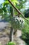 Fresh custard apples sugar apple or sweetsop and a branch on the custard tree