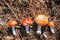 Fresh cut amanita on forest needles in sunlight. Collection of mushrooms for microdosing. Alternative medicine