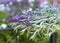 Fresh cut flowering plant sage outside in summer garden . Floral background