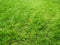 Fresh cut green gras lawn