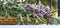 Fresh cut green plant sage or salvia outside on kitchen table in summer garden. Floral horizontal background