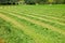 Fresh cut hay in a field