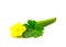 Fresh cut homegrown organic luffa with leaves and yellow flower isolated on white background