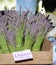 Fresh Cut Lavender Bundles at the Farmers Market