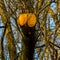 Fresh cuts of sawn big branches of tree