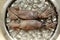 Fresh cuttlefish on ice on a metallic bowl table top view