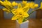 Fresh daffodil or narcissus in a white vase with wooden background