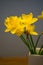 Fresh daffodil or narcissus in a white vase with wooden background