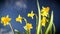 Fresh daffodils flowers in garden - freshness of spring in HD quality