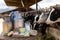 Fresh dairy products on table on background of cows in stall