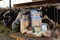 Fresh dairy products on table on background of cows in stall