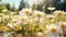 Fresh daisies bloom in tranquil meadow surrounded by green